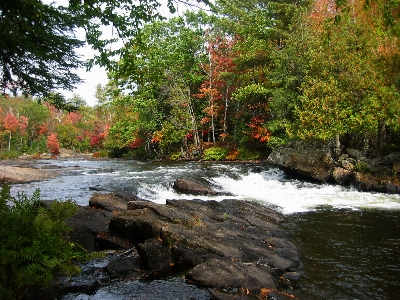 Autumn algonquin fall foliage Photo