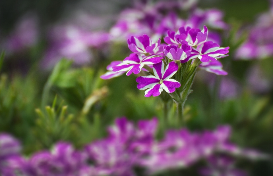 Verbena
 plantar flor roxo