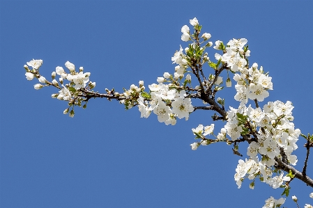 春 花 空 小枝 写真