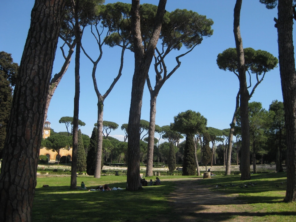 Stone pine pines rome park