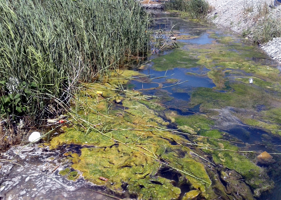 Biotope wetlands reeds water