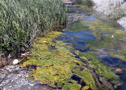 Biotope wetlands reeds water Photo