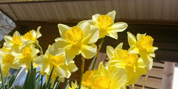 Foto Narciso
 amarelo flor plantar