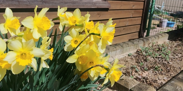 Narcissus yellow flower plant Photo