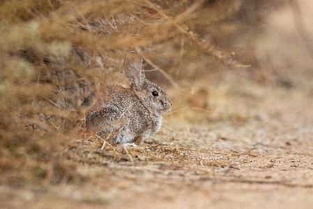 Kaninchen nagetier und hasen
 hase
 Foto