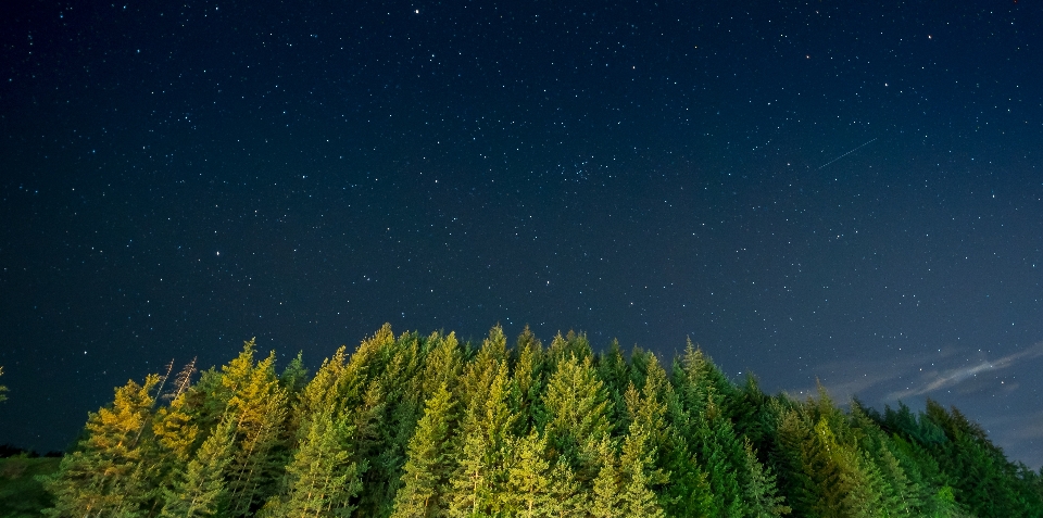 Night stars pines forest