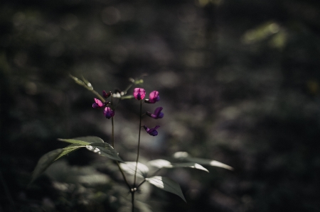 自然 花 植物 花弁 写真