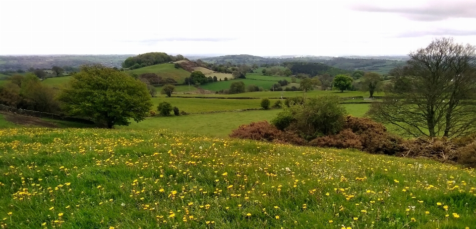 Countryside fields dandelions flower