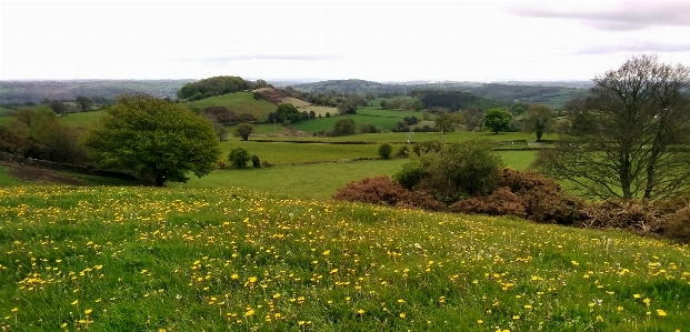 Countryside fields dandelions flower Photo