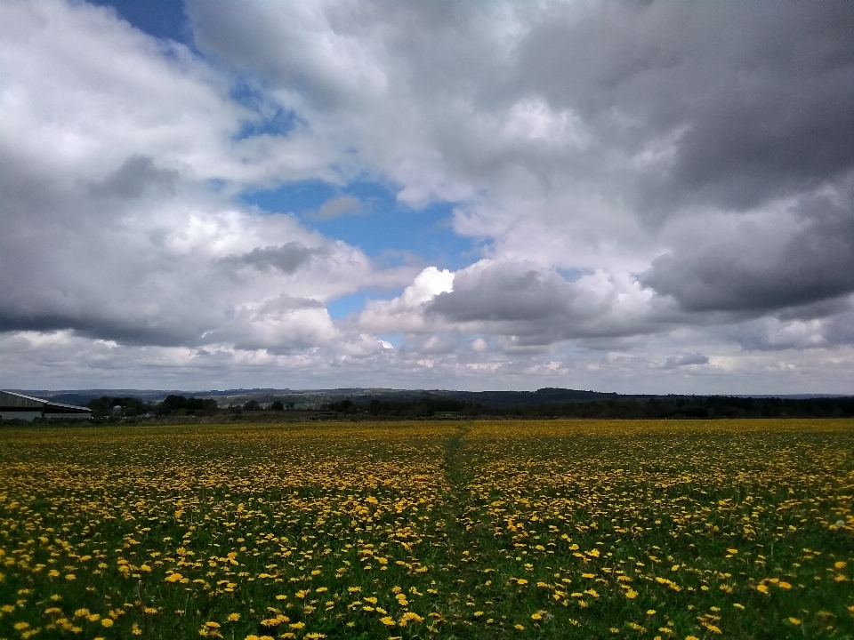 Nubes dientes de león
 nube flor