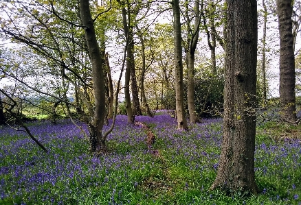 Woodland flowers flower plant Photo