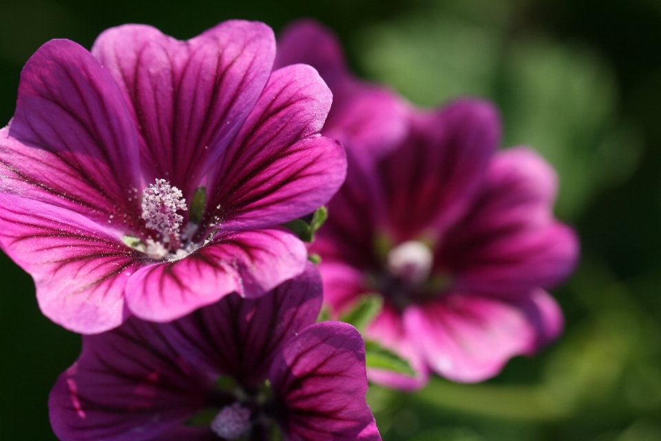 Flor plantar pétala roxo