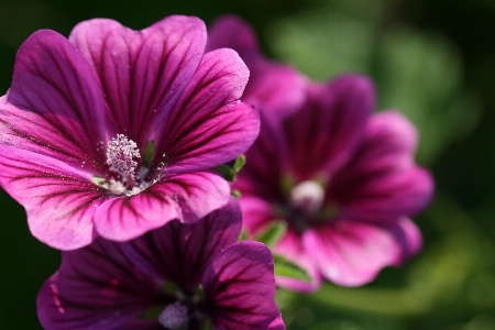 Flower plant petal purple Photo