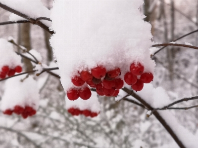 Foto Nieve escena planta ramita