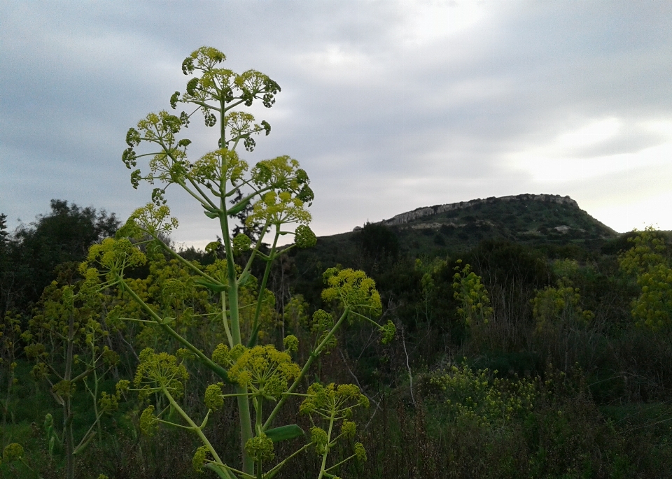 Clouds hill greenery sky