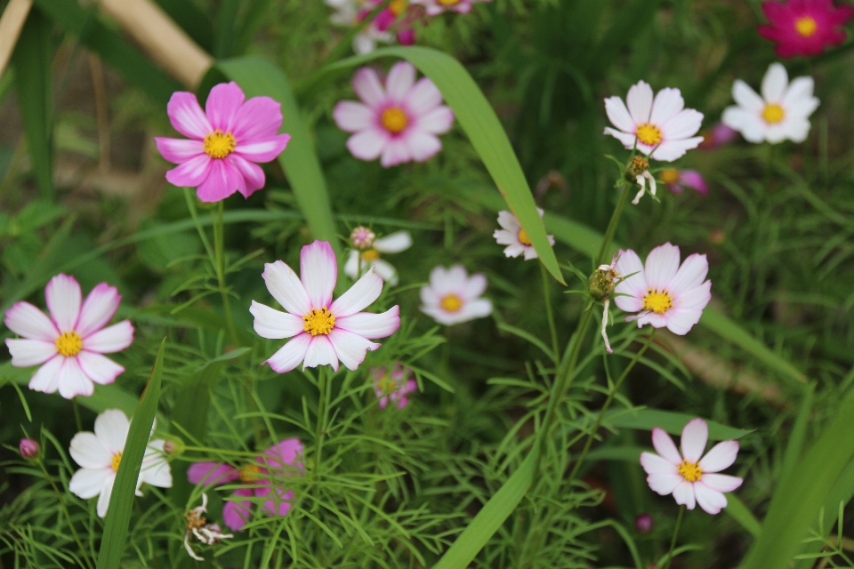 Blume natur weiss wild