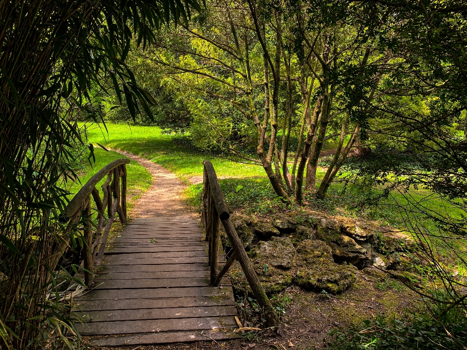 Bridge plant wood natural landscape