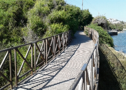 Green greenery wooden path Photo