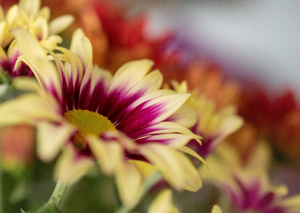 Fleur nature printemps usine