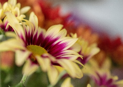 Foto Fiore natura primavera pianta