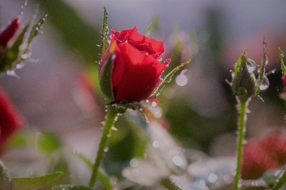 罗莎
 芽 水 降低