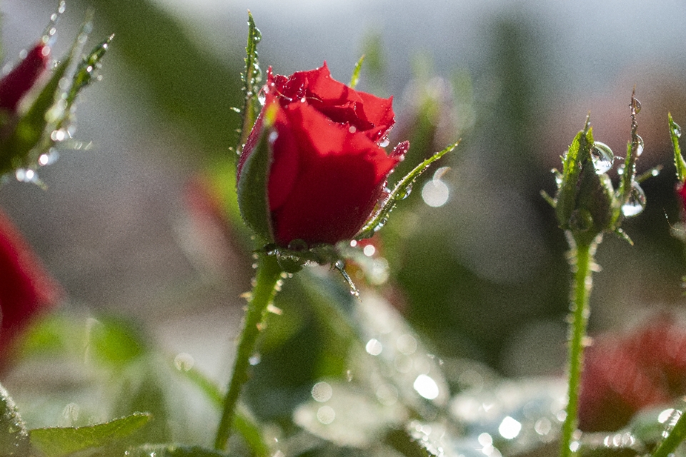 Rosa brote flor naturaleza