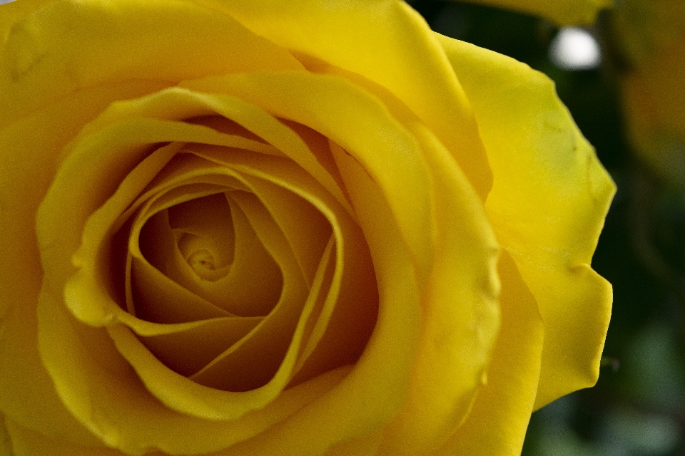 Flower rose yellow spring