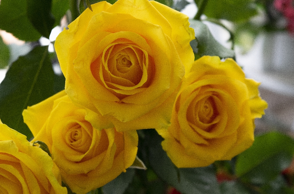 Roses yellow petals leaf