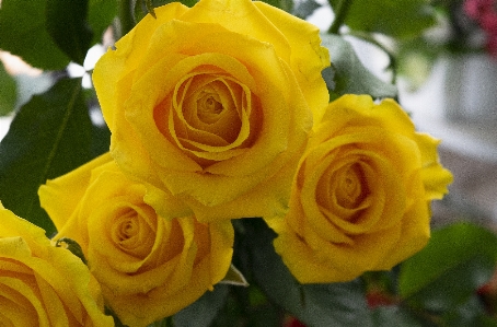 Roses yellow petals leaf Photo