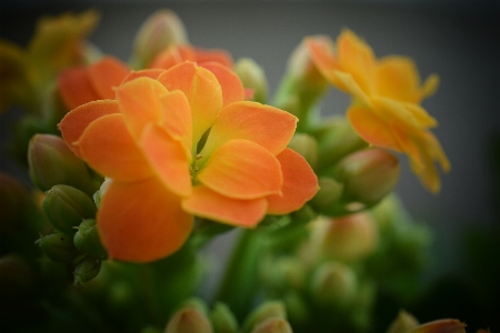 Flower yellow petals leaf Photo