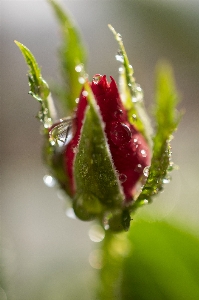 Rosebud red rose bud Photo