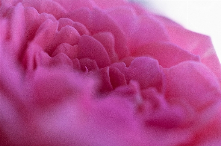 薔薇 花びら
 大きい 閉じる
 写真