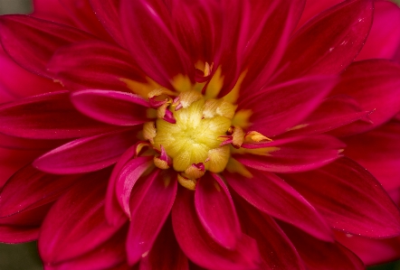 Foto Fiore rosso dalia
 petali
