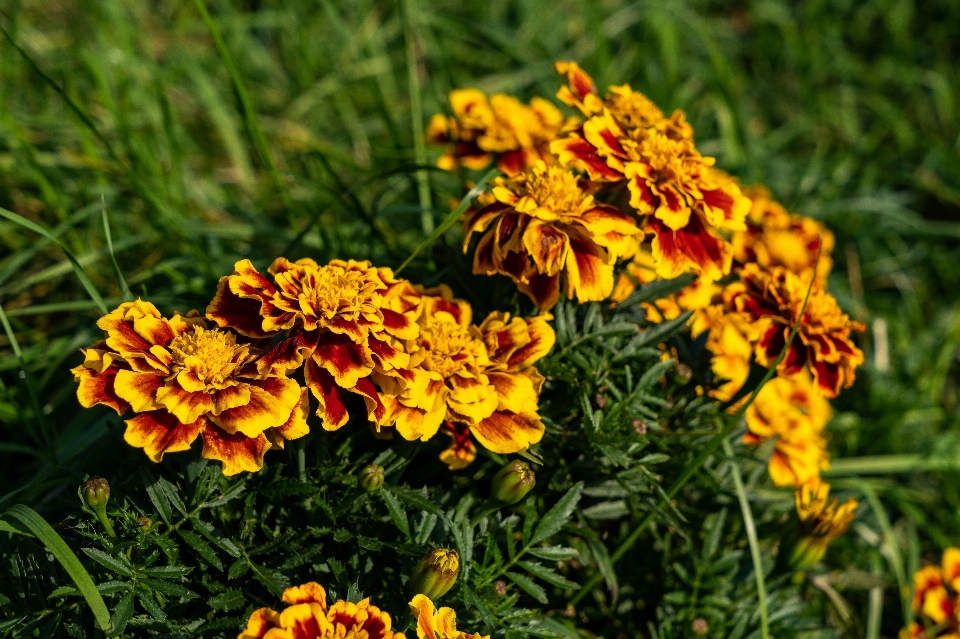 Flowers petals nature colorful