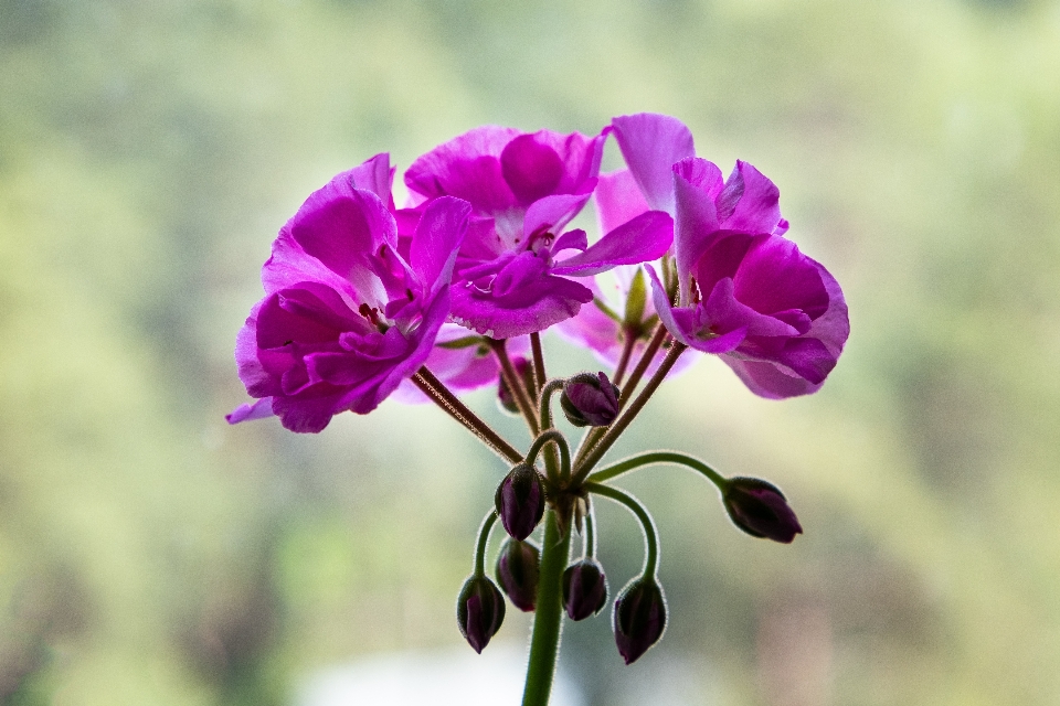 Flowers petals nature colorful