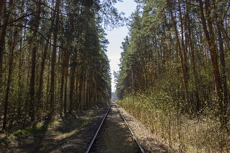 Foto Rel tidur kereta api hutan