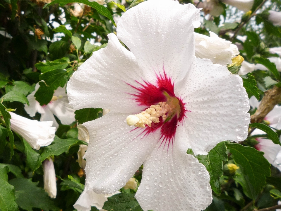 Bunga tanaman kembang sepatu hawaii
 botani
