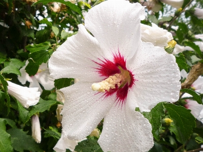 Flower plant hawaiian hibiscus botany Photo