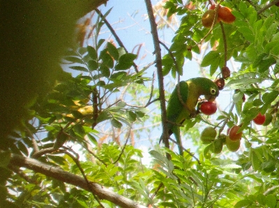 Bird green nature fruit Photo