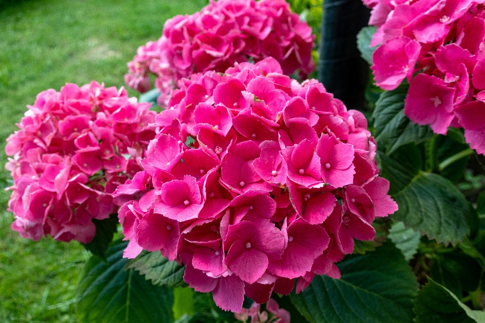 Fleurs pétales
 nature coloré