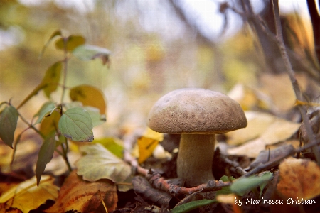 Natural plant mushroom landscape Photo