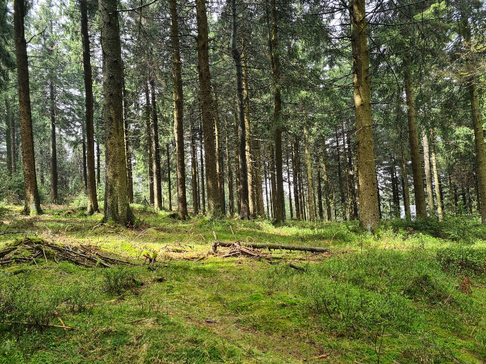 Natural plant tree wood