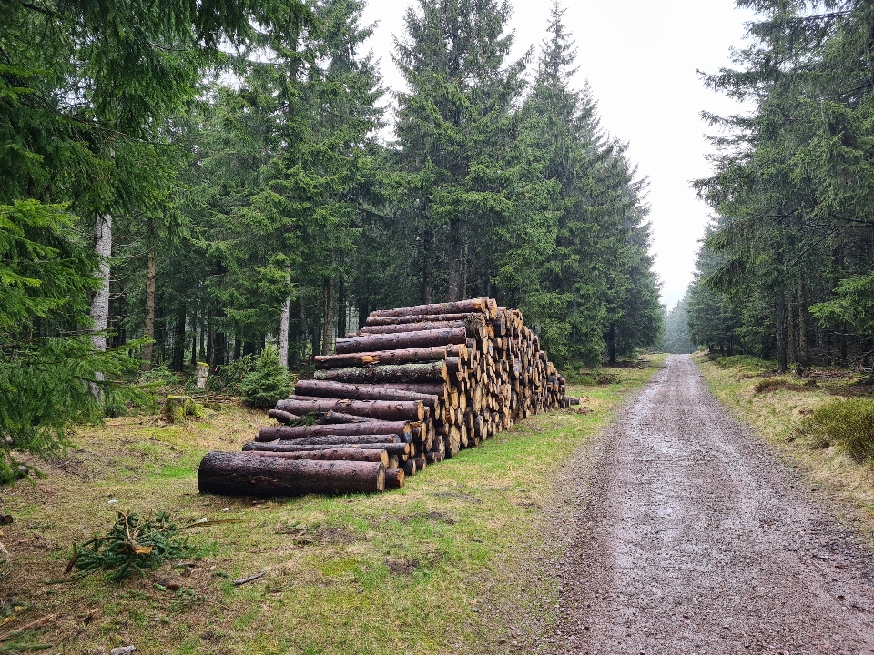 Natural planta neumático de automóvil
 árbol