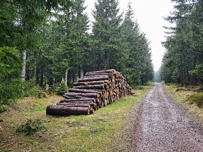 Natural plant automotive tire tree Photo