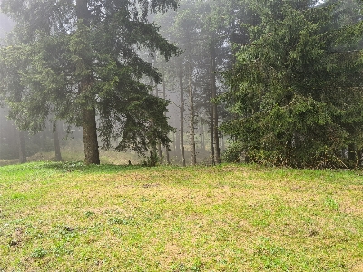 Foto Alami tanaman kabut pemandangan alam
