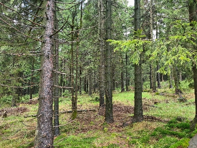 Foto Naturale pianta albero paesaggio naturale
