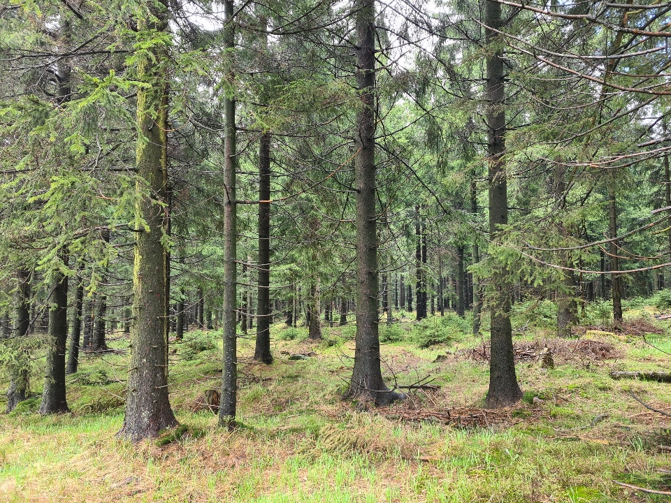 Naturalny zakład drzewo modrzew
