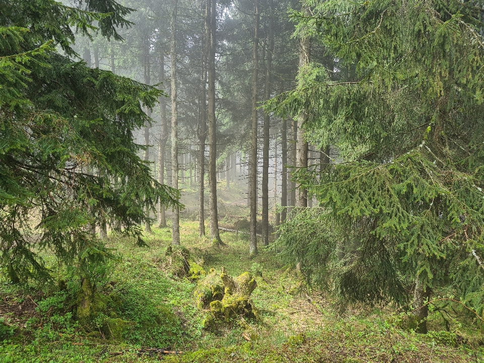 Naturel usine communauté végétale
 arbre