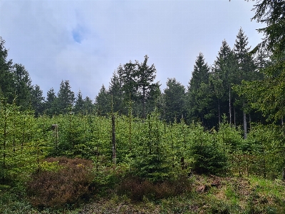 Natural plant sky larch Photo