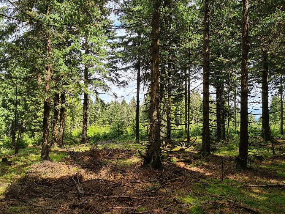 Alami tanaman larch
 pemandangan alam
